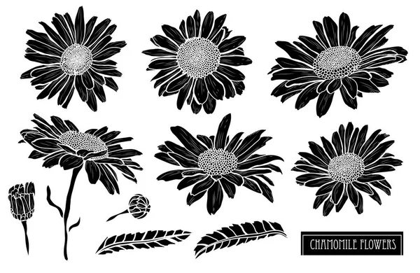 Decorative Chamomile Flowers Set Design Elements Can Used Cards Invitations — Stock Vector