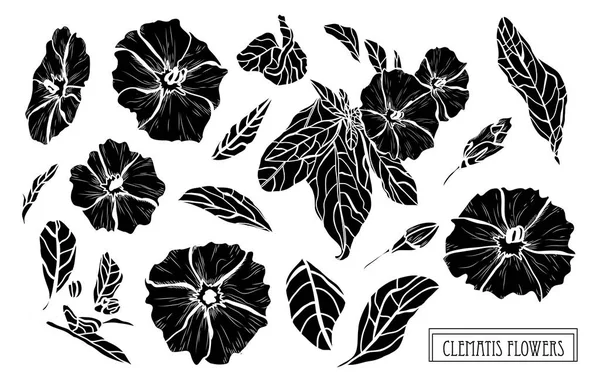 Conjunto Decorativo Flores Clematis Elementos Diseño Puede Utilizar Para Tarjetas — Vector de stock