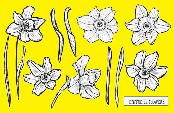 Conjunto Flores Decorativas Daffodil Elementos Design Pode Ser Usado Para — Vetor de Stock