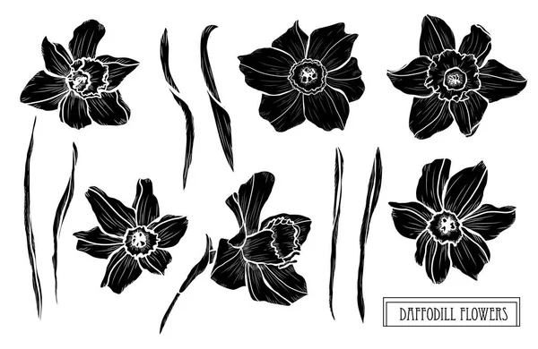 Conjunto Decorativo Flores Narciso Elementos Diseño Puede Utilizar Para Tarjetas — Vector de stock