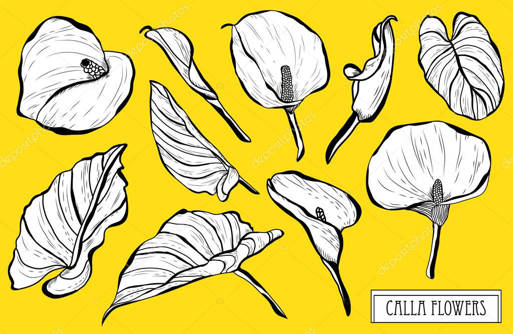 Decorative calla  flowers set, design elements. Can be used for cards, invitations, banners, posters, print design. Floral background in line art style