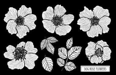 Dekoratif köpek gül çiçek ayarla, tasarım öğeleri. Tasarımını yazdırma, kartları, davetiyeleri, afişler, posterler için kullanılabilir. Çiçek arka planda satır sanat tarzı