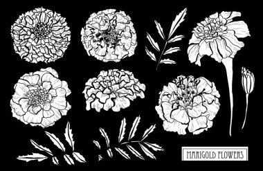 Dekoratif kadife çiçeği çiçek ayarla, tasarım öğeleri. Tasarımını yazdırma, kartları, davetiyeleri, afişler, posterler için kullanılabilir. Çiçek arka planda satır sanat tarzı