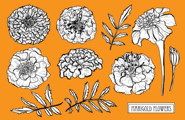 Dekoratif kadife çiçeği çiçek ayarla, tasarım öğeleri. Tasarımını yazdırma, kartları, davetiyeleri, afişler, posterler için kullanılabilir. Çiçek arka planda satır sanat tarzı