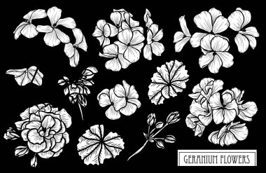 Dekoratif Sardunya çiçekler ayarla, tasarım öğeleri. Tasarımını yazdırma, kartları, davetiyeleri, afişler, posterler için kullanılabilir. Çiçek arka planda satır sanat tarzı