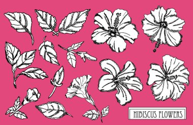 Dekoratif hibiscus çiçek ayarla, tasarım öğeleri. Tasarımını yazdırma, kartları, davetiyeleri, afişler, posterler için kullanılabilir. Çiçek arka planda satır sanat tarzı