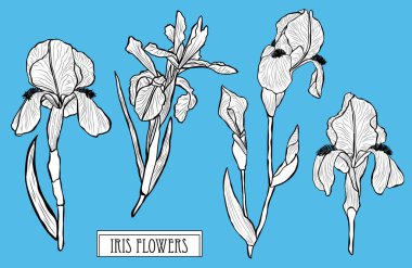 Dekoratif Iris çiçekler ayarla, tasarım öğeleri. Tasarımını yazdırma, kartları, davetiyeleri, afişler, posterler için kullanılabilir. Çiçek arka planda satır sanat tarzı
