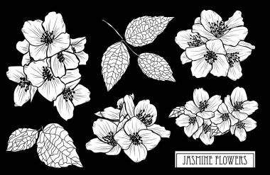 Dekoratif yasemin çiçekleri seti, tasarım elementleri. Kartlar, davetiyeler, afişler, posterler, baskı tasarımı için kullanılabilir. Sanat tarzında çiçek arkaplanı