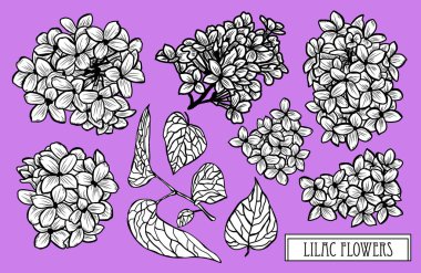 Dekoratif eflatun çiçekler ayarla, tasarım öğeleri. Tasarımını yazdırma, kartları, davetiyeleri, afişler, posterler için kullanılabilir. Çiçek arka planda satır sanat tarzı