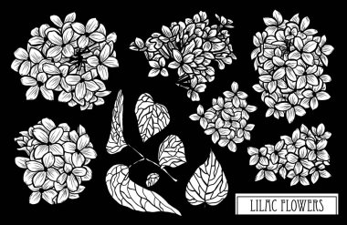 Dekoratif eflatun çiçekler ayarla, tasarım öğeleri. Tasarımını yazdırma, kartları, davetiyeleri, afişler, posterler için kullanılabilir. Çiçek arka planda satır sanat tarzı