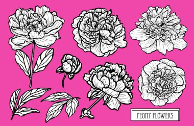 Dekoratif şakayık çiçekleri ayarla, tasarım öğeleri. Tasarımını yazdırma, kartları, davetiyeleri, afişler, posterler için kullanılabilir. Çiçek arka planda satır sanat tarzı