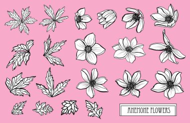 Dekoratif anemone çiçekler ayarla, tasarım öğeleri. Tasarımını yazdırma, kartları, davetiyeleri, afişler, posterler için kullanılabilir. Çiçek arka planda satır sanat tarzı