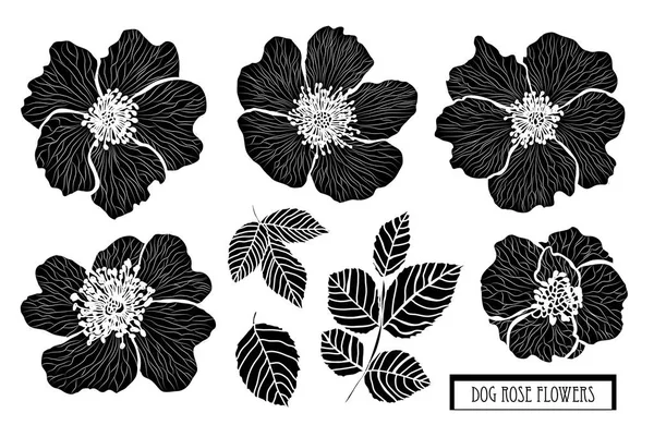 装饰狗玫瑰花套装 设计元素 可用于卡片 打印设计 花卉背景的线条艺术风格 — 图库矢量图片