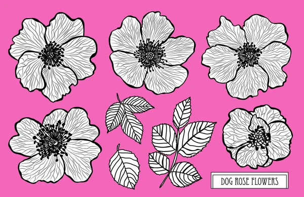 装饰狗玫瑰花套装 设计元素 可用于卡片 打印设计 花卉背景的线条艺术风格 — 图库矢量图片