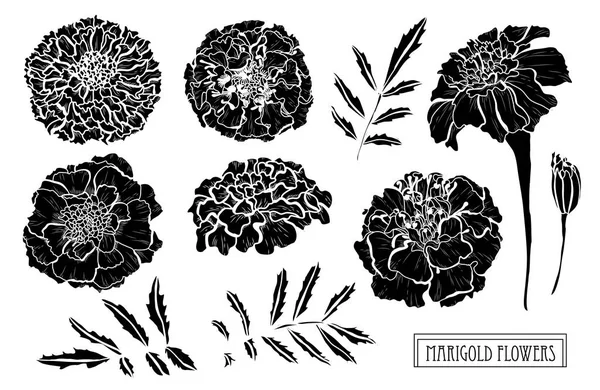 Dekoratív Körömvirág Virág Design Elemeket Használható Kártyák Meghívókat Bannerek Poszterek — Stock Vector