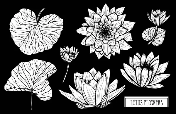 装饰莲花套 设计元素 可用于卡片 打印设计 花卉背景的线条艺术风格 — 图库矢量图片