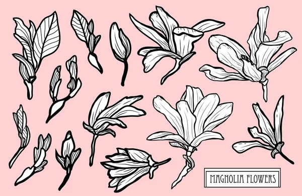 Set Decorativo Flores Magnolia Elementos Diseño Puede Utilizar Para Tarjetas — Vector de stock