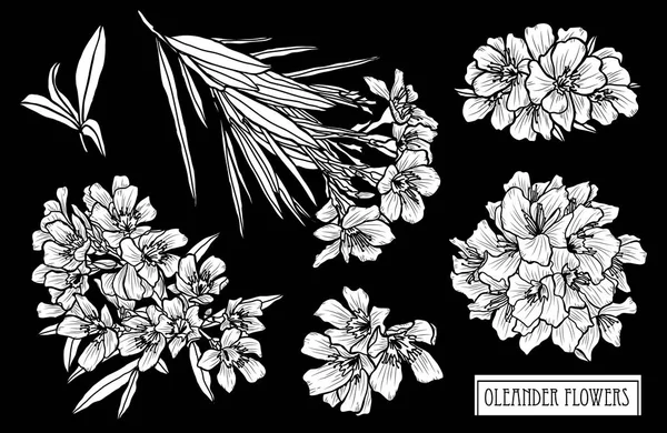 装饰夹竹桃花套 设计元素 可用于卡片 打印设计 花卉背景的线条艺术风格 — 图库矢量图片