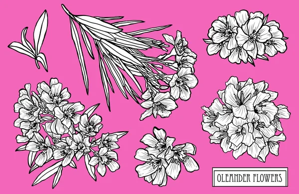 Dekoratif Zakkum Çiçekleri Ayarla Tasarım Öğeleri Tasarımını Yazdırma Kartları Davetiyeleri — Stok Vektör