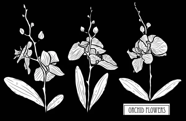 装饰兰花花套 设计元素 可用于卡片 平面设计 线条艺术风格的花卉背景 — 图库矢量图片