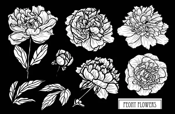 装饰牡丹花集 设计元素 可用于卡片 打印设计 花卉背景的线条艺术风格 — 图库矢量图片