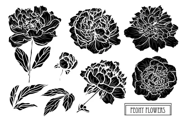 装饰牡丹花集 设计元素 可用于卡片 打印设计 花卉背景的线条艺术风格 — 图库矢量图片