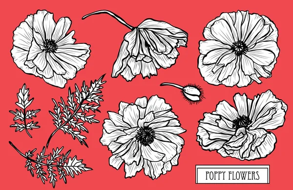 Conjunto Decorativo Flores Amapola Elementos Diseño Puede Utilizar Para Tarjetas — Vector de stock