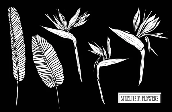 Strelitzia 디자인 포스터 초대장 카드에 사용할 있습니다 그리고 디자인 스타일 — 스톡 벡터