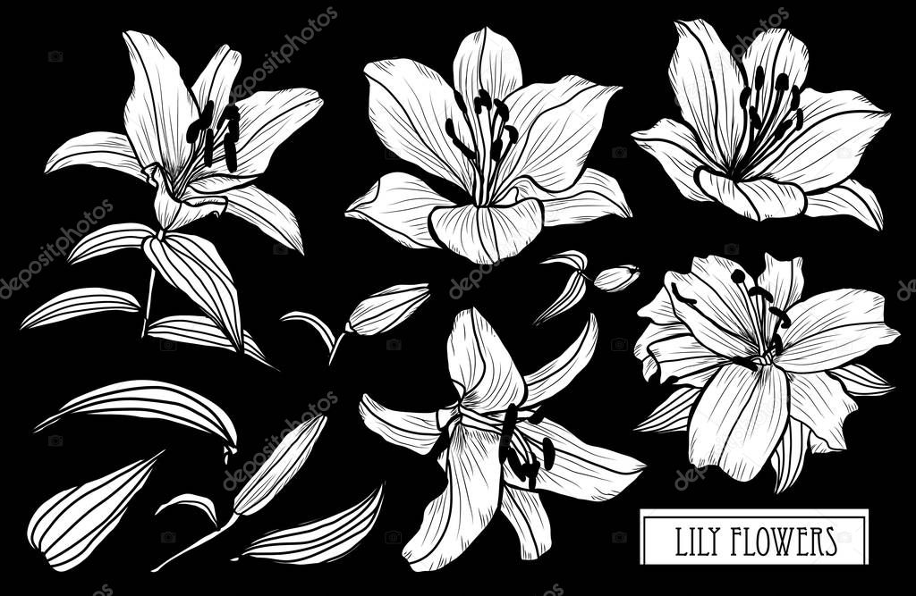 Decorative lily flowers set, design elements. Can be used for cards, invitations, banners, posters, print design. Floral background in line art style