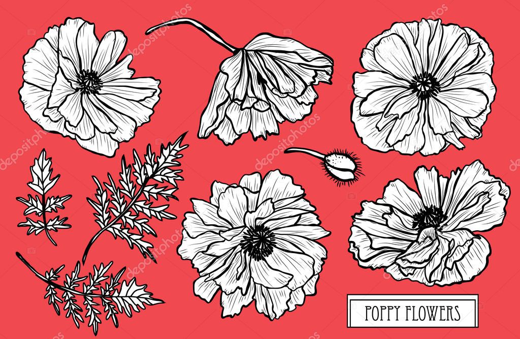 Decorative poppy flowers set, design elements. Can be used for cards, invitations, banners, posters, print design. Floral background in line art style
