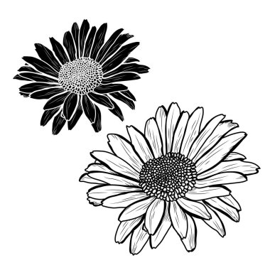 Dekoratif papatya çiçeği ayarla, tasarım öğeleri. Tasarımını yazdırma, kartları, davetiyeleri, afişler, posterler için kullanılabilir. Çiçek arka planda satır sanat tarzı