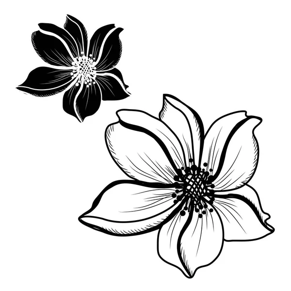 装饰银莲花花集 设计元素 可用于贺卡 平面设计 线条艺术风格的花卉背景 — 图库矢量图片