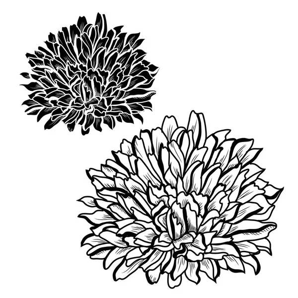 Dekorativa Chrysanthemumblommor Inställd Designelement Kan Användas För Kort Inbjudningar Banderoller — Stock vektor