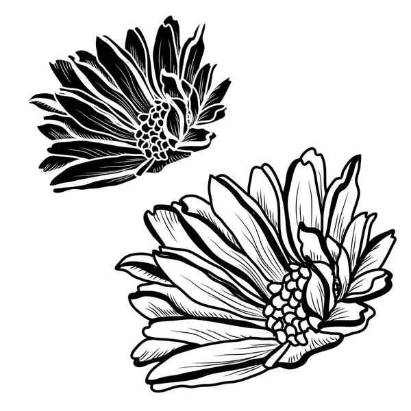 装饰菊花花集 设计元素 可用于贺卡 平面设计 线条艺术风格的花卉背景 — 图库矢量图片