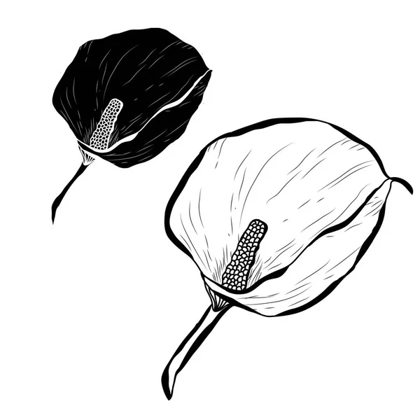 Dekoratif Calla Çiçekler Ayarla Tasarım Öğeleri Tasarımını Yazdırma Kartları Davetiyeleri — Stok Vektör