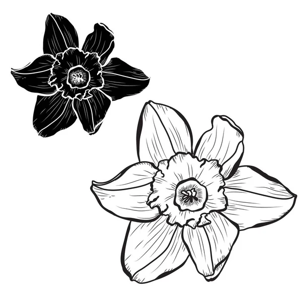 Dekorativní Květiny Narcis Sada Designové Prvky Lze Použít Pro Karty — Stockový vektor
