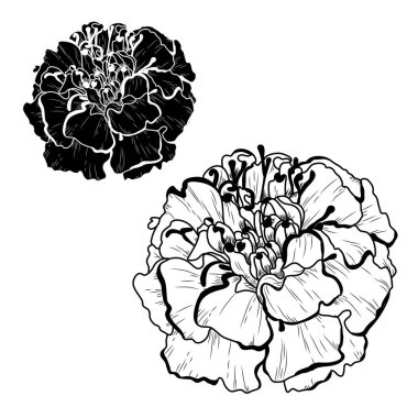 Dekoratif kadife çiçeği çiçek ayarla, tasarım öğeleri. Tasarımını yazdırma, kartları, davetiyeleri, afişler, posterler için kullanılabilir. Çiçek arka planda satır sanat tarzı