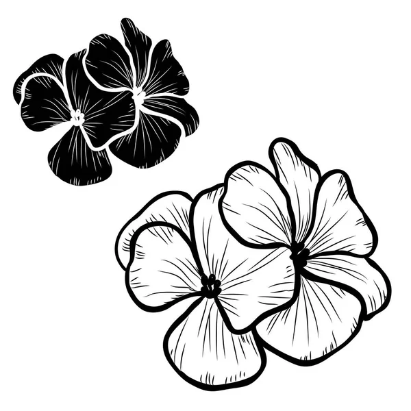 装饰天竺葵花集 设计元素 可用于卡片 打印设计 花卉背景的线条艺术风格 — 图库矢量图片