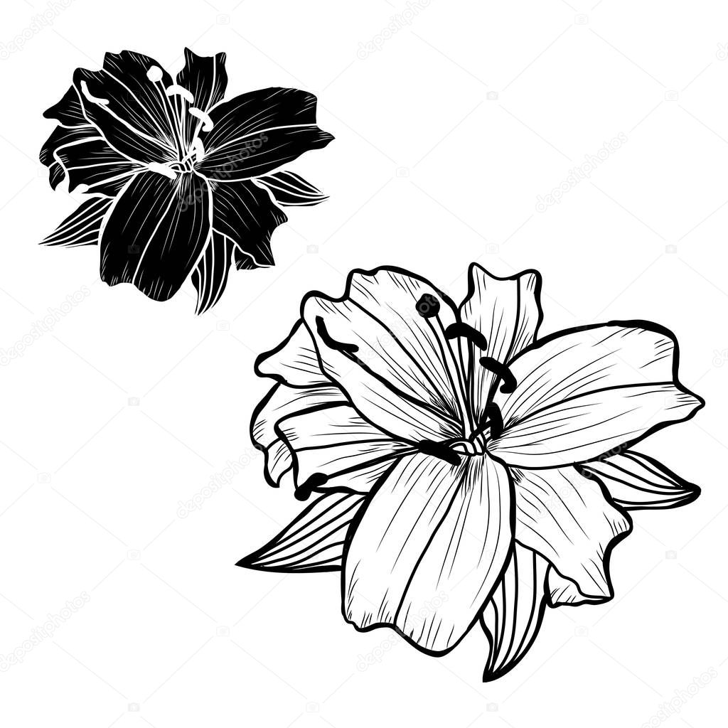Decorative lily flowers set, design elements. Can be used for cards, invitations, banners, posters, print design. Floral background in line art style