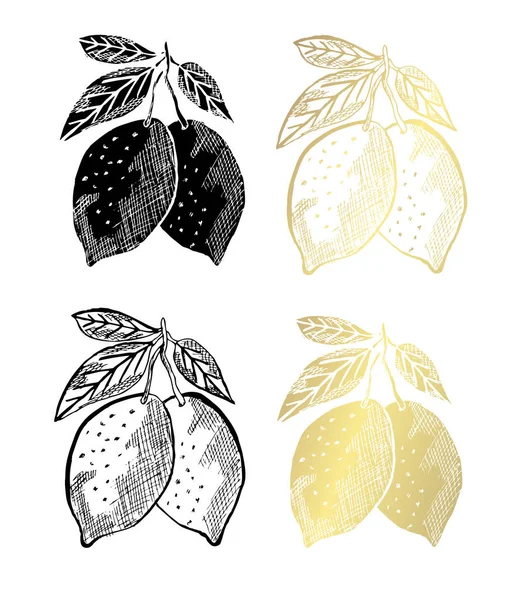 手绘柠檬水果 设计元素 可用于卡片 剪贴簿 食品主题 金黄果子 — 图库矢量图片