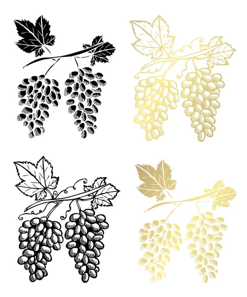 手绘葡萄 设计元素 可用于卡片 剪贴簿 食品主题 金黄果子 — 图库矢量图片