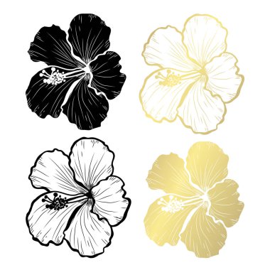 Dekoratif hibiscus çiçek, tasarım öğeleri. Tasarımını yazdırma, kartları, davetiyeleri, afişler, posterler için kullanılabilir. Altın çiçek