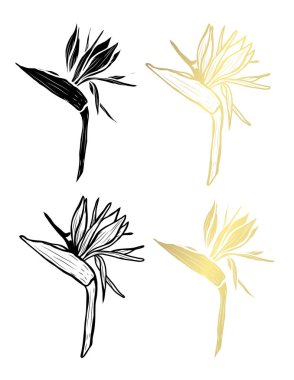 Dekoratif STERLİÇYA çiçekler, tasarım öğeleri. Tasarımını yazdırma, kartları, davetiyeleri, afişler, posterler için kullanılabilir. Altın çiçek