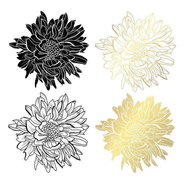 Flores Decorativas Aster Elementos Diseño Puede Utilizar Para Tarjetas Invitaciones — Archivo Imágenes Vectoriales