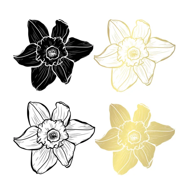Dekoratív Nárcisz Virág Design Elemek Használható Kártyák Meghívókat Bannerek Poszterek — Stock Vector
