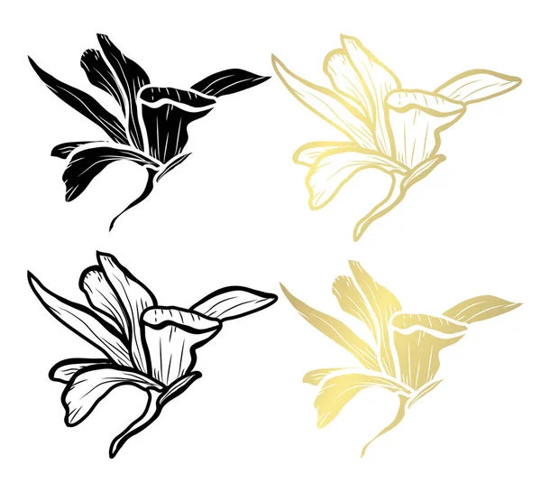 Fleurs Magnolia Décoratives Éléments Design Peut Être Utilisé Pour Les — Image vectorielle