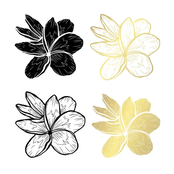 Dekoratív Plumeria Virágok Design Elemek Használható Kártyák Meghívókat Bannerek Poszterek — Stock Vector