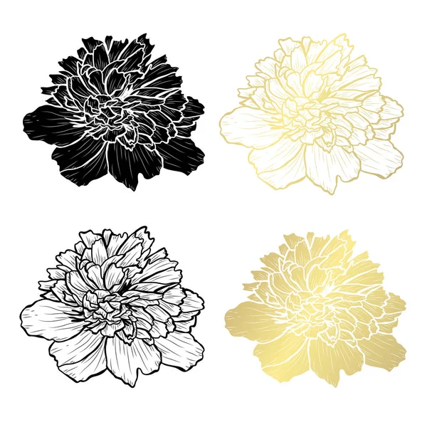 Decoratieve Peony Bloemen Designelementen Kan Worden Gebruikt Voor Kaarten Uitnodigingen — Stockvector