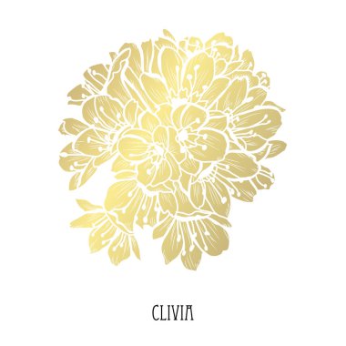 Dekoratif clivia çiçekler, tasarım öğeleri. Tasarımını yazdırma, kartları, davetiyeleri, afişler, posterler için kullanılabilir. Altın çiçek