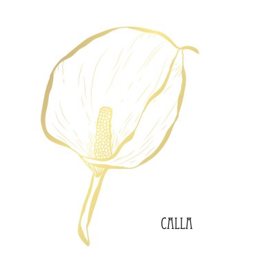 Dekoratif calla çiçek, tasarım öğesi. Tasarımını yazdırma, kartları, davetiyeleri, afişler, posterler için kullanılabilir. Altın çiçek